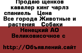 Продаю щенков кавалер кинг чарлз спаниель › Цена ­ 40 000 - Все города Животные и растения » Собаки   . Ненецкий АО,Великовисочное с.